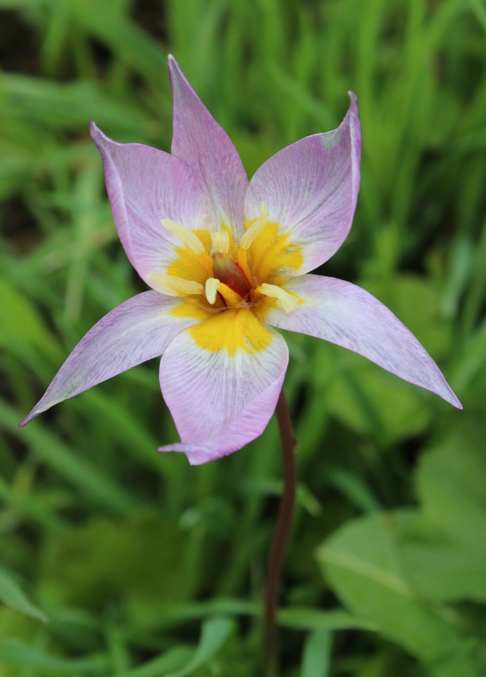 Image of Tulipa riparia specimen.