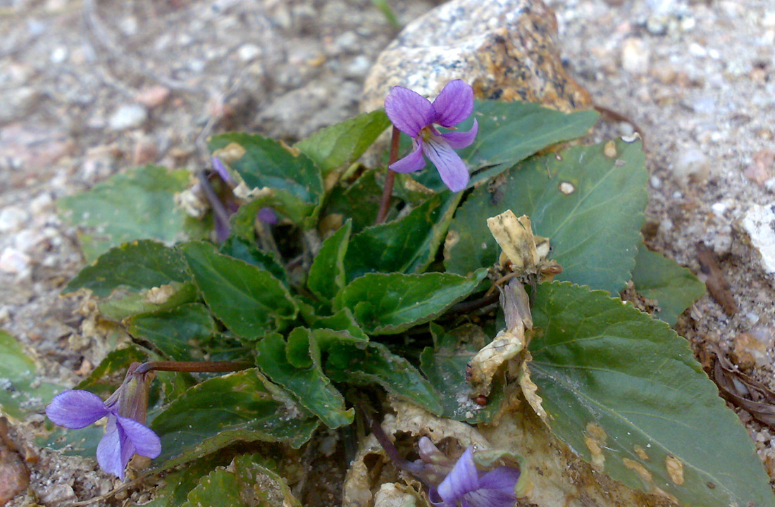 Изображение особи Viola macroceras.