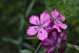 Dianthus ruprechtii. Цветки. Республика Ингушетия, Джейрахский р-н, окр. ур. Меллер, выс. 1630 м н.у.м., луг. 19.06.2022.