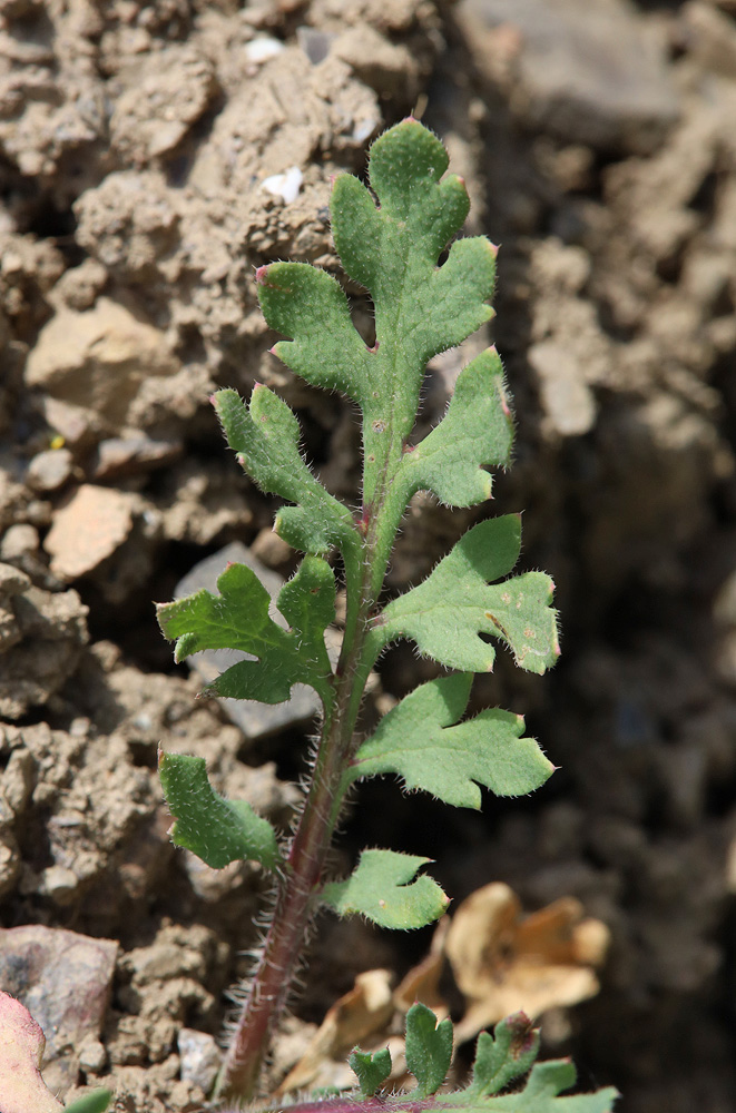 Изображение особи Papaver tichomirovii.