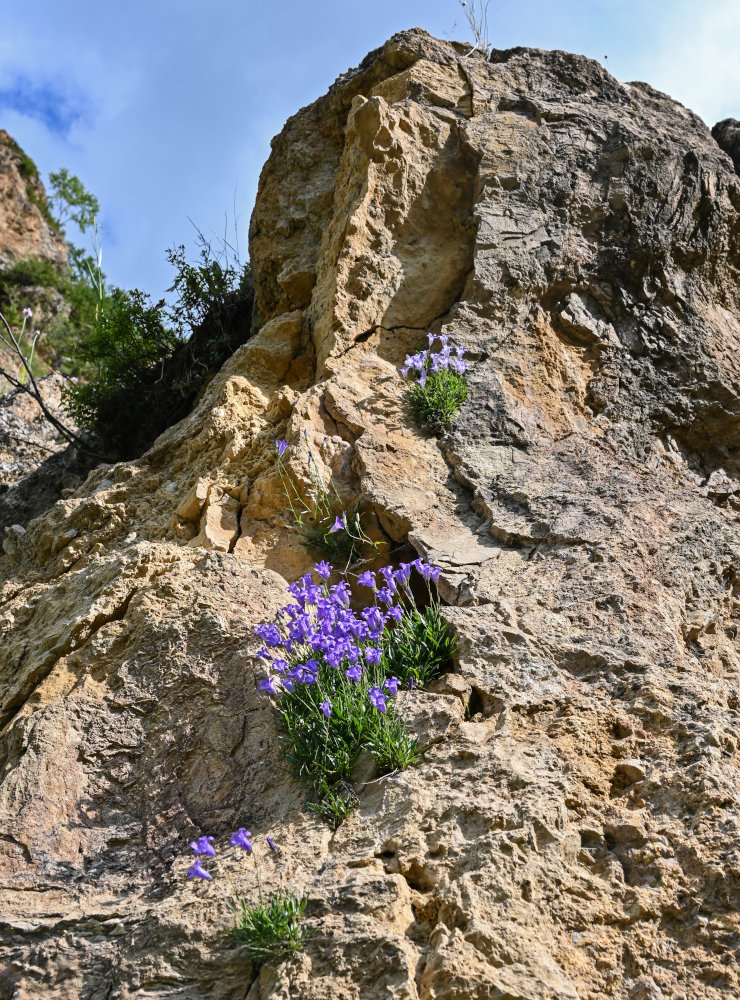 Изображение особи Campanula lehmanniana.