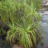 genus Pandanus. Вегетирующее растение. Северная Австралия, национальный парк \"Nitmiluk\", водопады Edith. 17.12.2010.