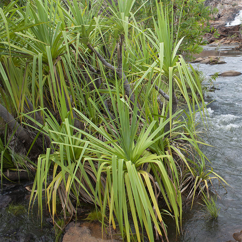 Изображение особи род Pandanus.