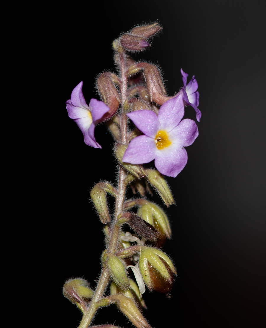 Изображение особи Campylanthus salsoloides.