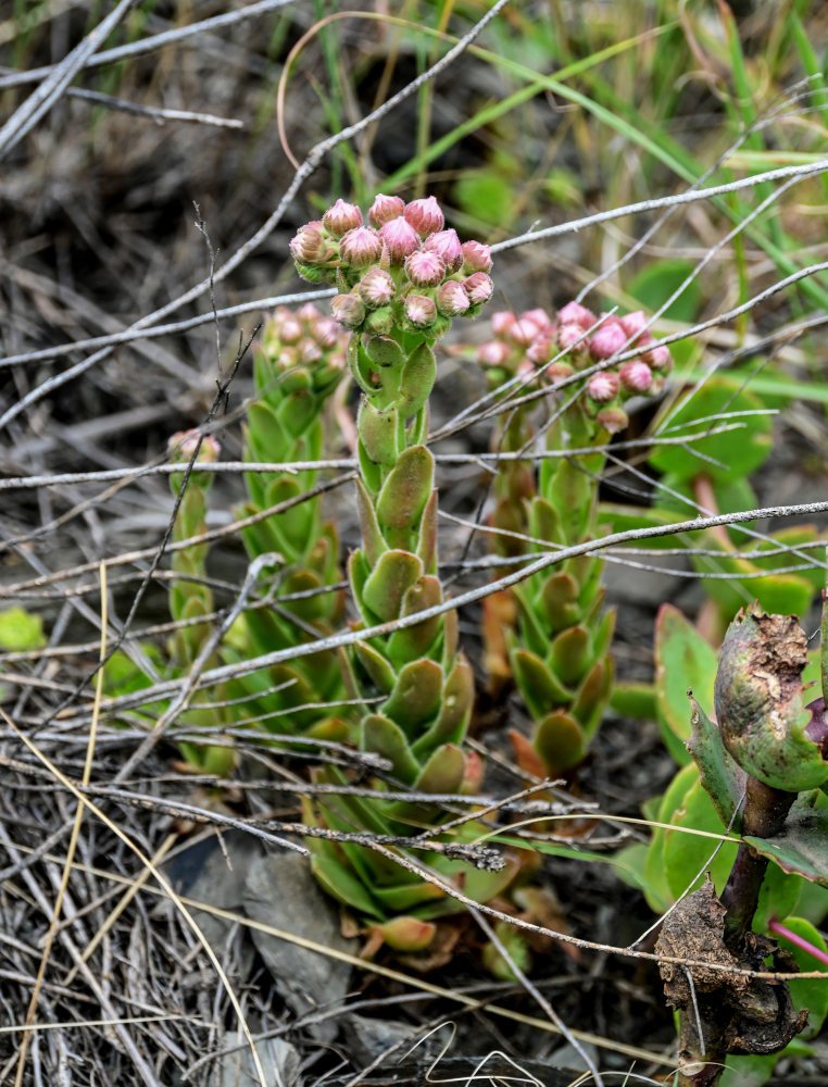 Image of Sempervivum caucasicum specimen.