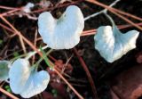 Dichondra argentea