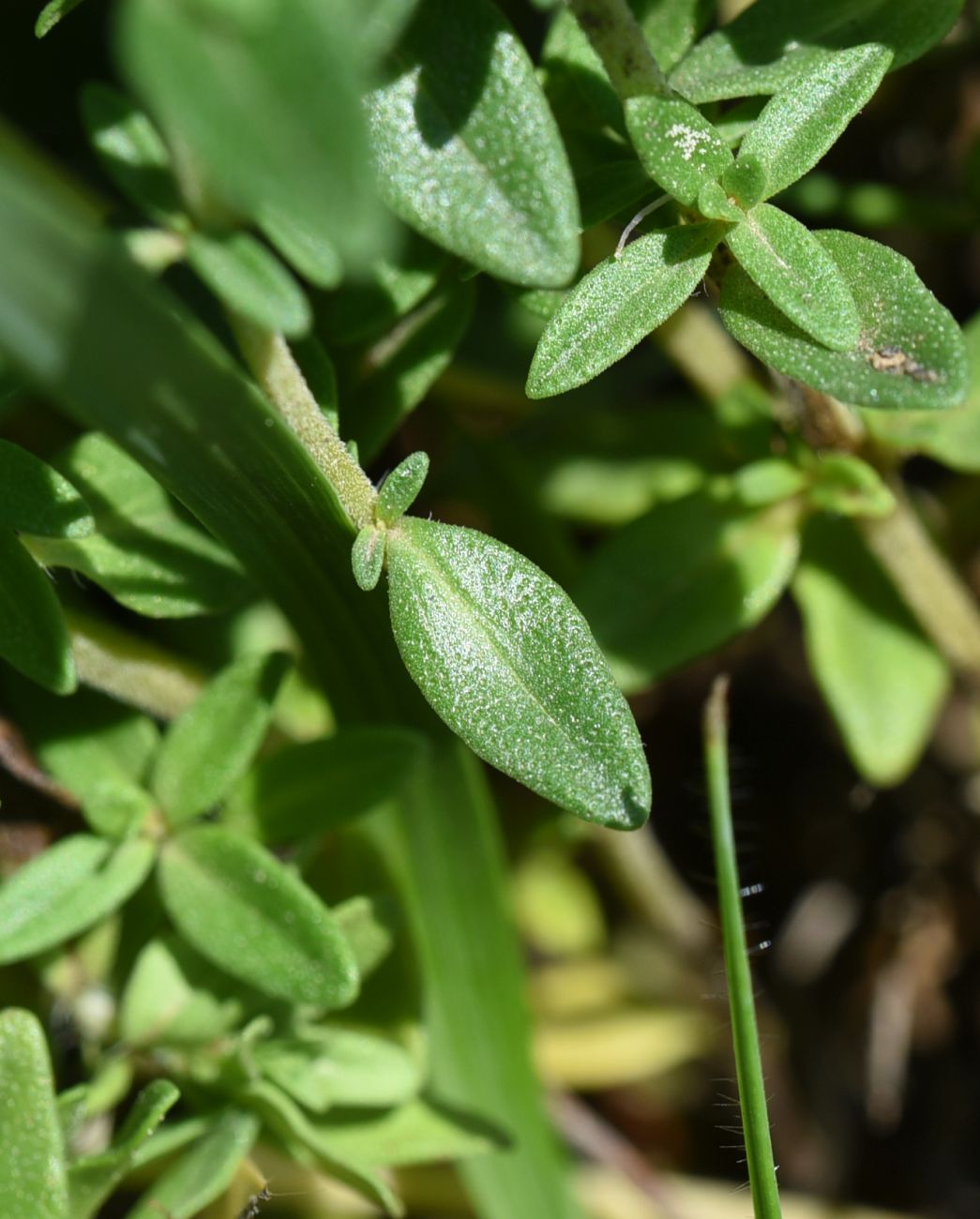 Изображение особи Thymus armeniacus.