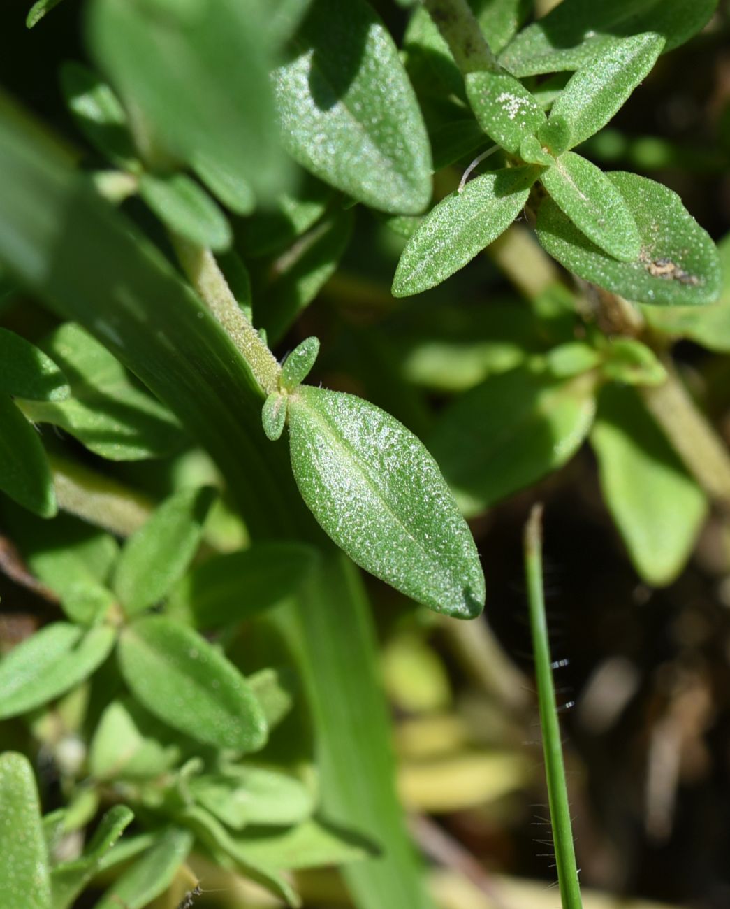 Изображение особи Thymus collinus.