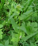 Campanula glomerata. Верхушка растения с развивающимся соцветием. Иркутская обл., Слюдянский р-н, окр. пос. Култук, редкий смешанный лес. 26.06.2022.