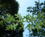 Quercus palustris