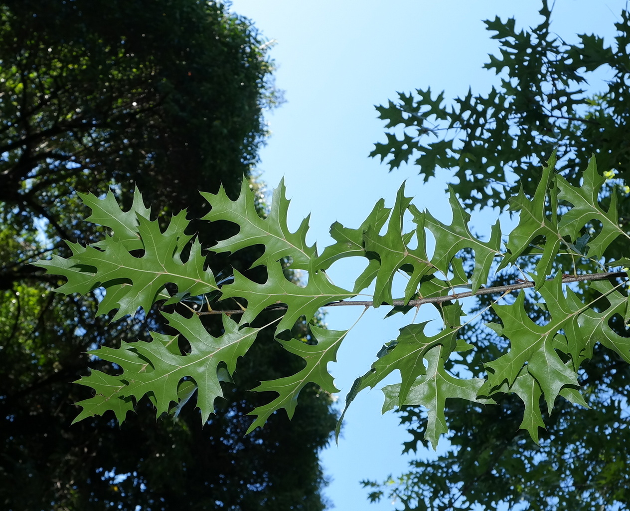 Image of Quercus palustris specimen.