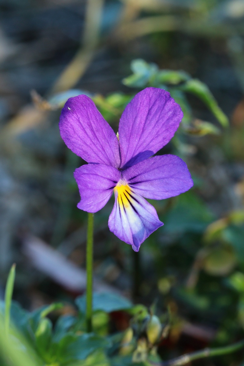 Image of Viola maritima specimen.