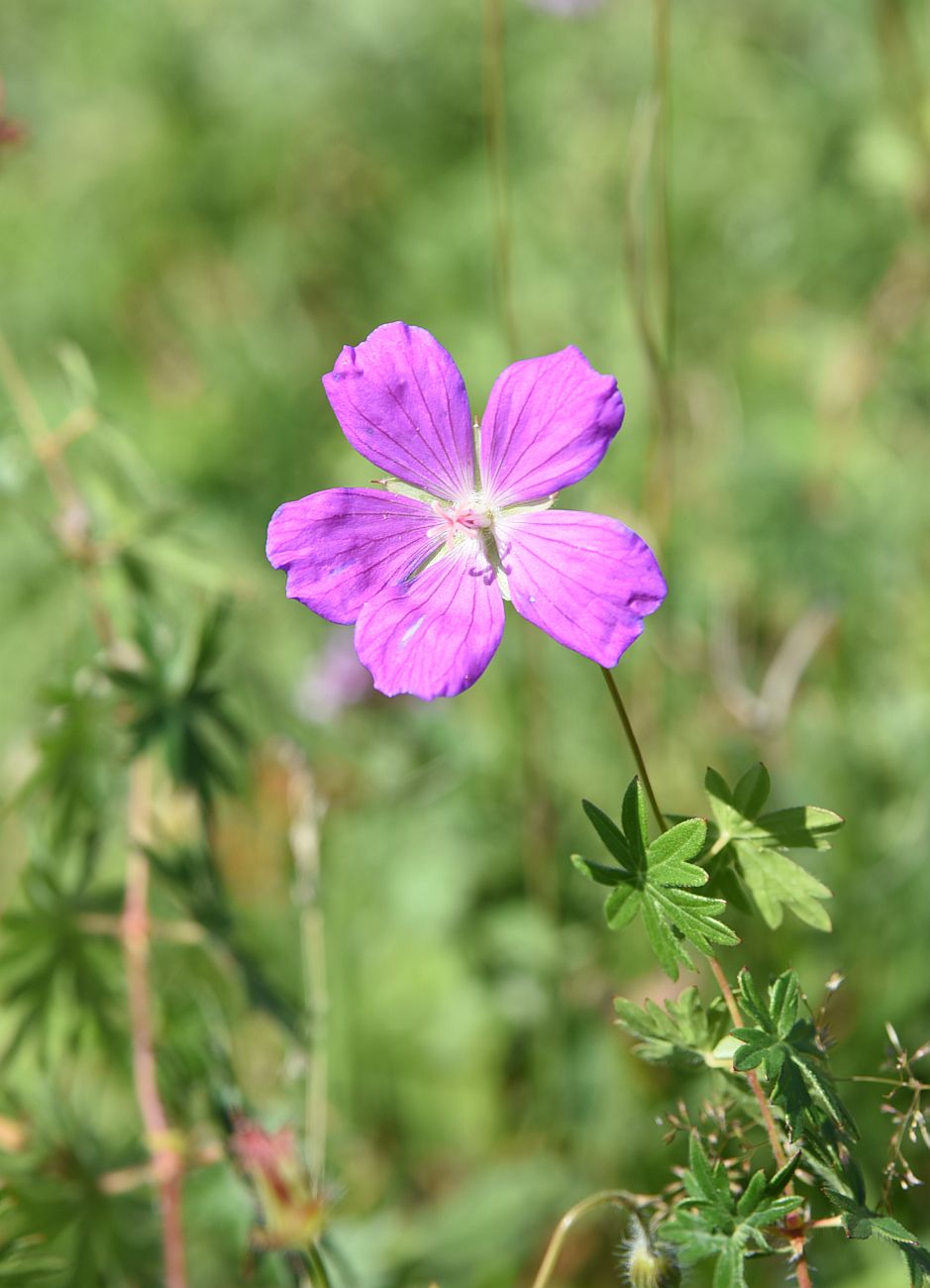 Image of Geranium sanguineum specimen.