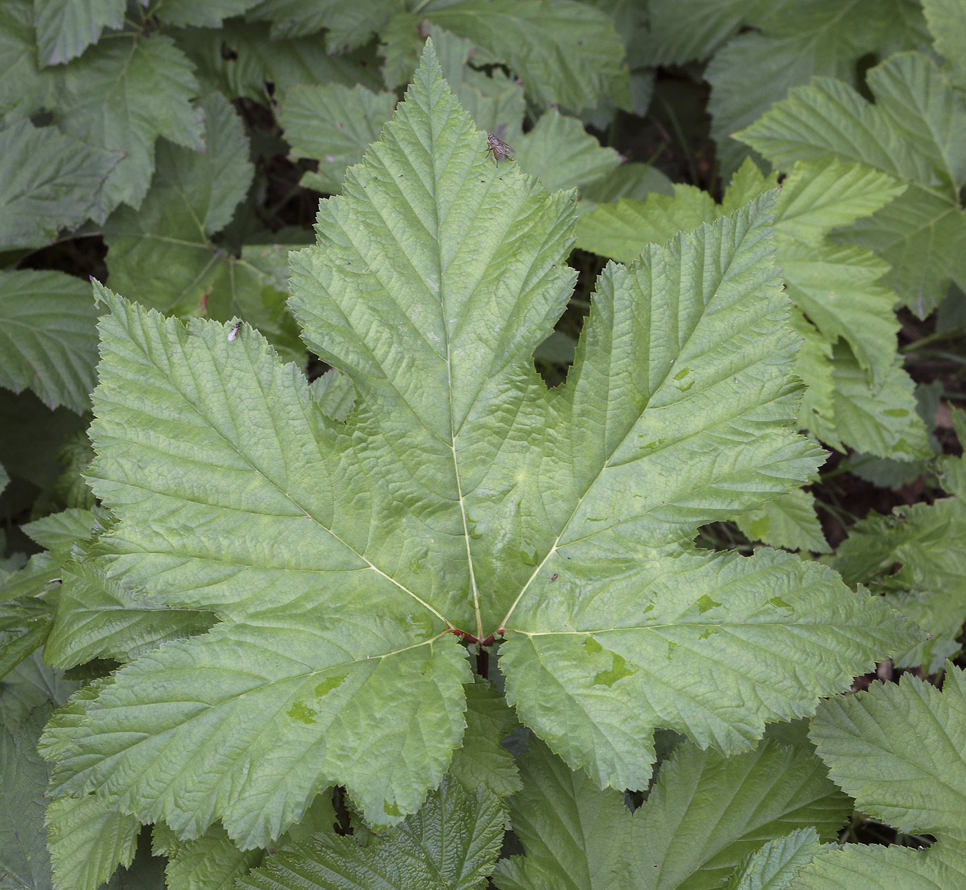 Изображение особи Filipendula camtschatica.