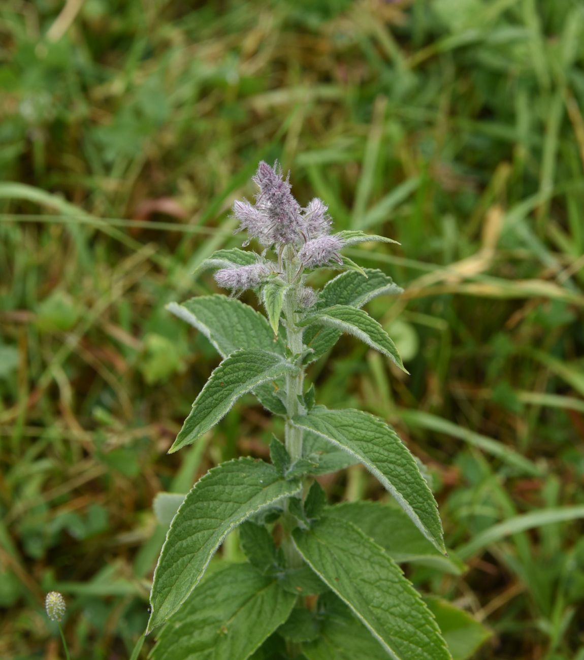 Image of Mentha longifolia specimen.