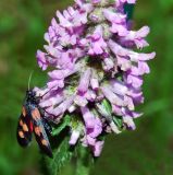 Image of taxon representative. Author is Евгений Спиваковский