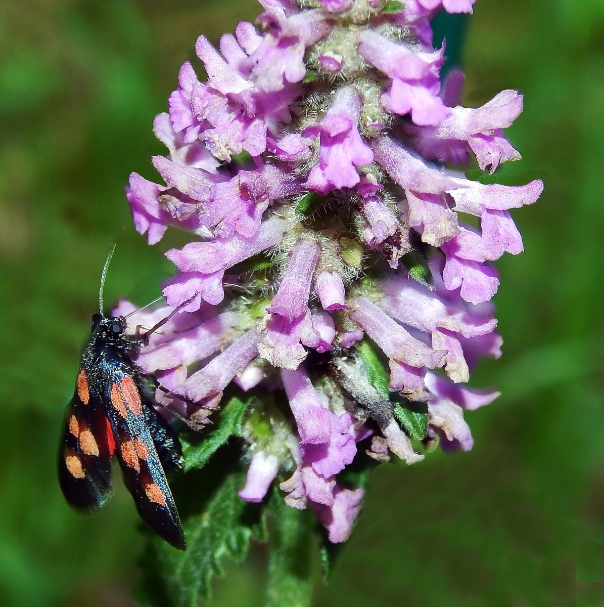 Изображение особи Betonica officinalis.