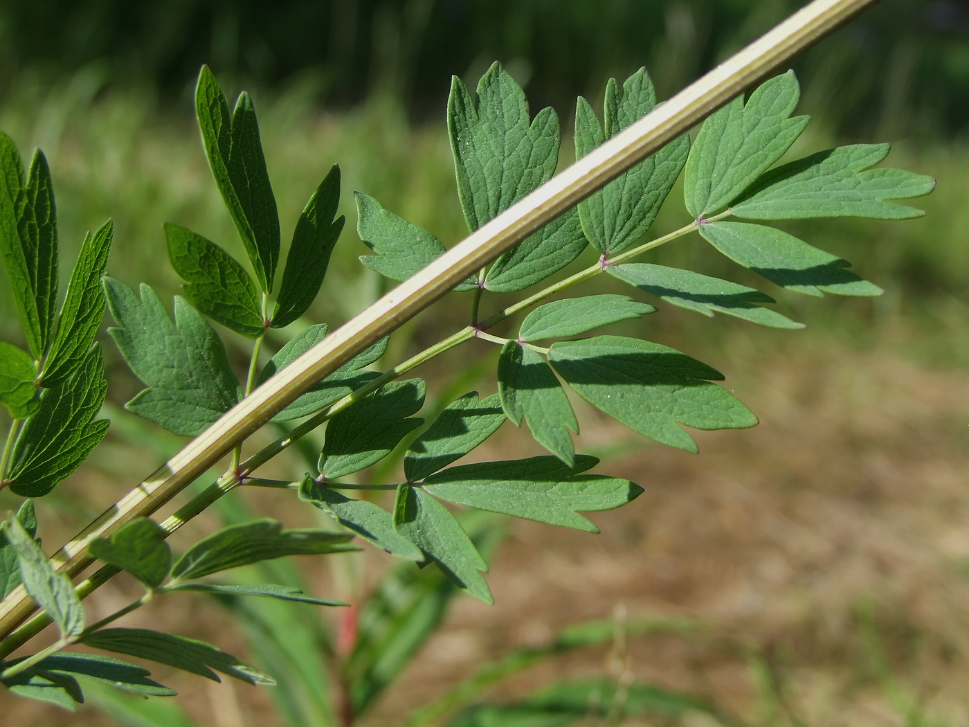 Изображение особи Thalictrum simplex.