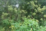 Archangelica officinalis
