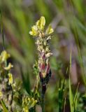 Oxytropis pilosa