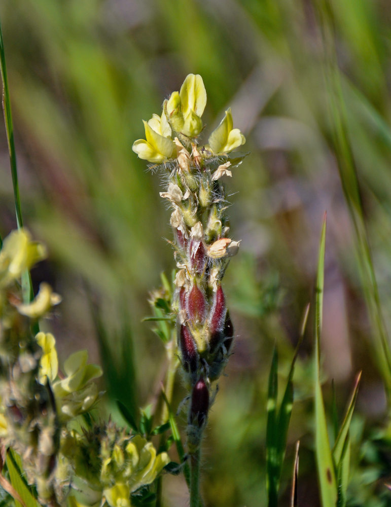 Изображение особи Oxytropis pilosa.