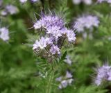 Phacelia tanacetifolia. Соцветие. Краснодарский край, м/о Анапа, пос. Витязево, ул. Мира, высокий берег Витязевского лимана, пустырь. 29.05.2021.