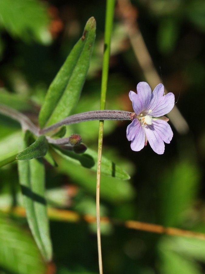 Image of Epilobium palustre specimen.