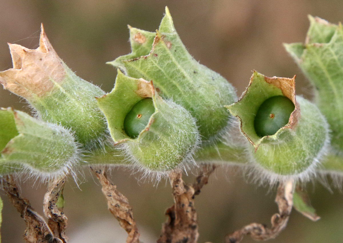 Изображение особи Hyoscyamus niger.