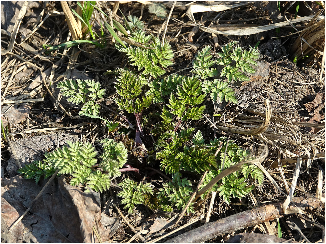 Изображение особи Anthriscus sylvestris.