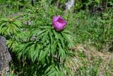 Paeonia anomala