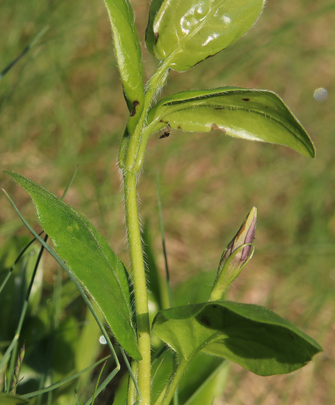 Image of Vinca pubescens specimen.