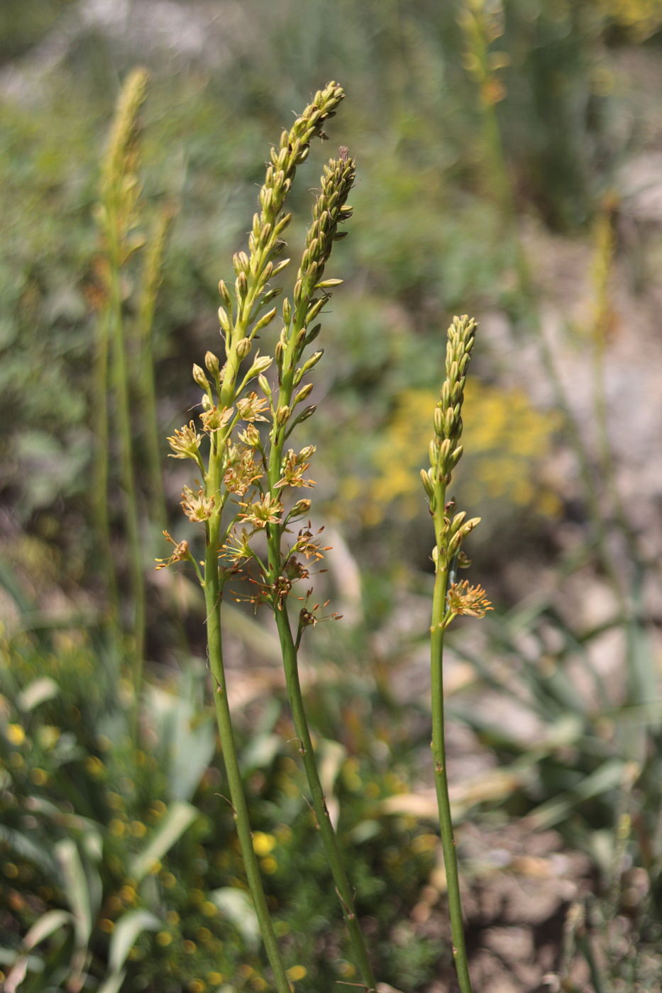 Изображение особи Eremurus jungei.