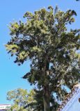 Casuarina equisetifolia. Часть ствола и крона взрослого дерева. Марокко, обл. Танжер - Тетуан - Эль-Хосейма, хр. Эр-Риф, г. Шефшауэн, ≈ 600 м н.у.м., в культуре. 05.01.2023.