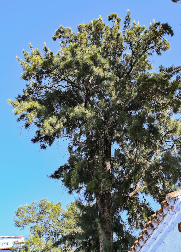 Image of Casuarina equisetifolia specimen.