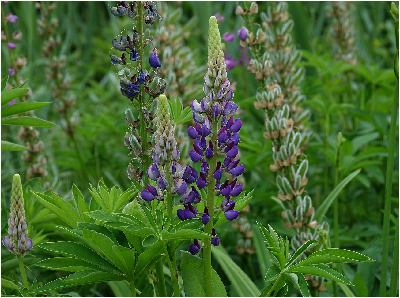 Изображение особи Lupinus polyphyllus.