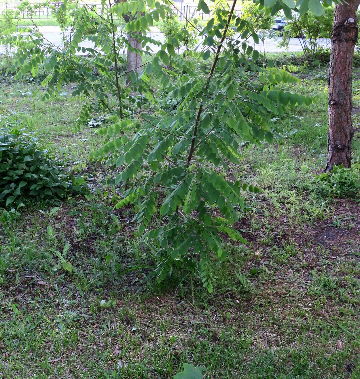 Изображение особи Robinia pseudoacacia.