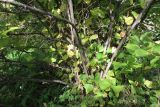 Corylus americana