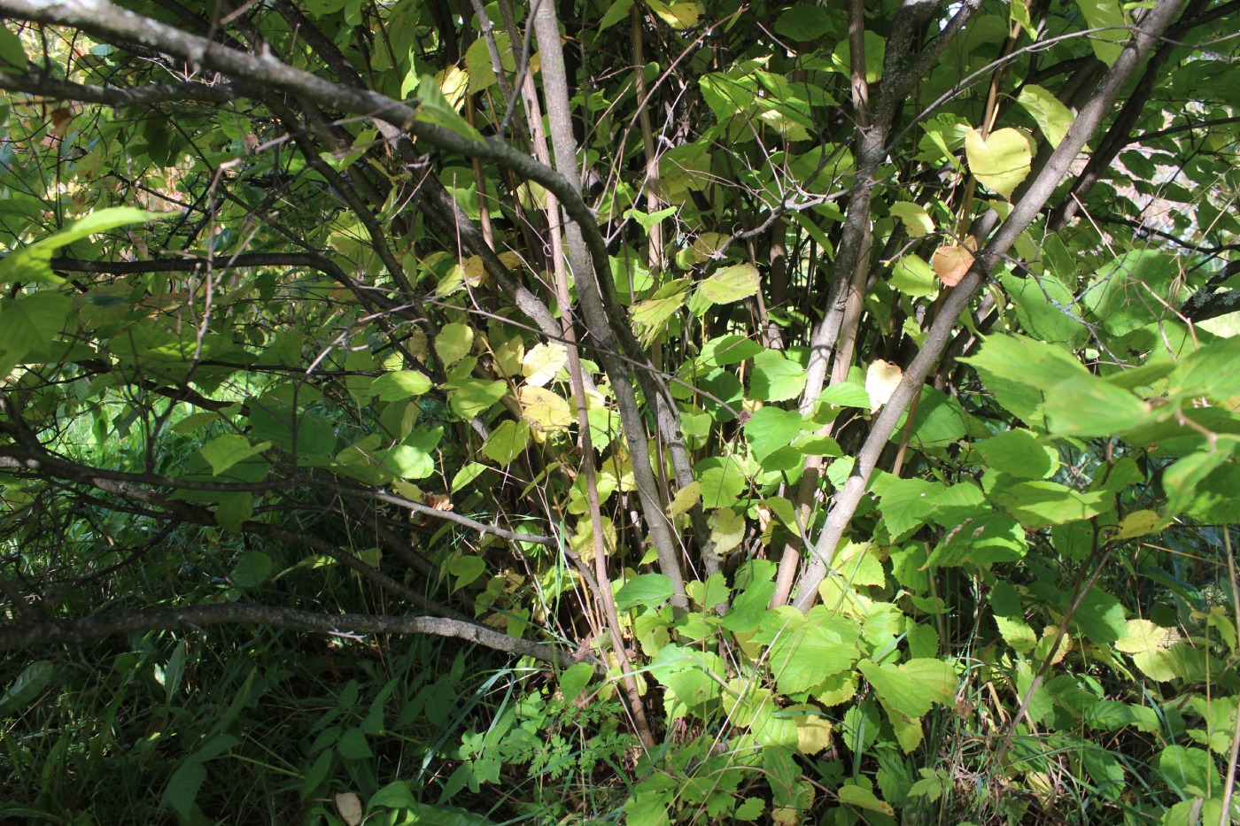 Изображение особи Corylus americana.