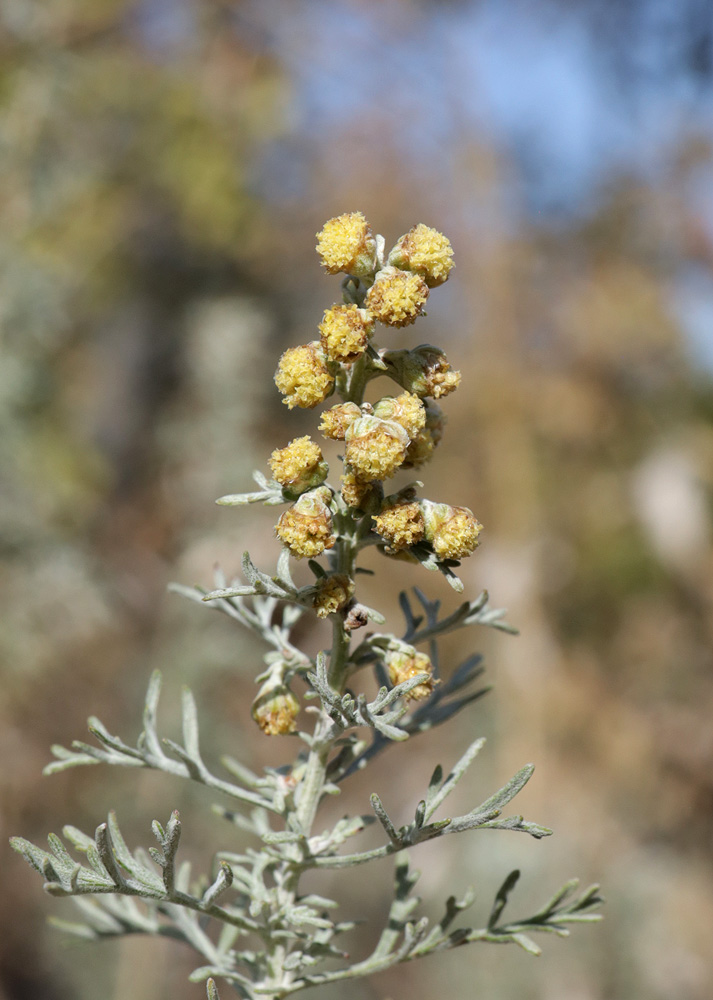 Изображение особи Artemisia pontica.