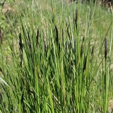 Carex melanostachya. Заросль зацветающих растений. Ульяновская обл., Мелекесский р-н, окр. пос. Новая Майна, пойма сезонной реки Сухой Авраль, заболоченный солонцеватый луг. 07.05.2023.
