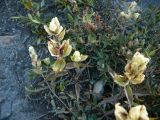 Castilleja pallida