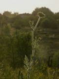 Daucus carota