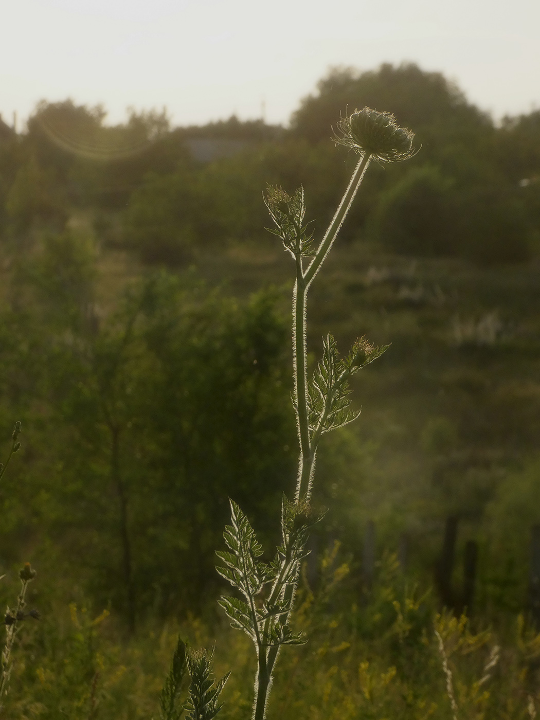 Image of Daucus carota specimen.