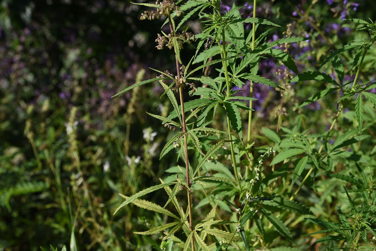Image of Cannabis sativa var. spontanea specimen.