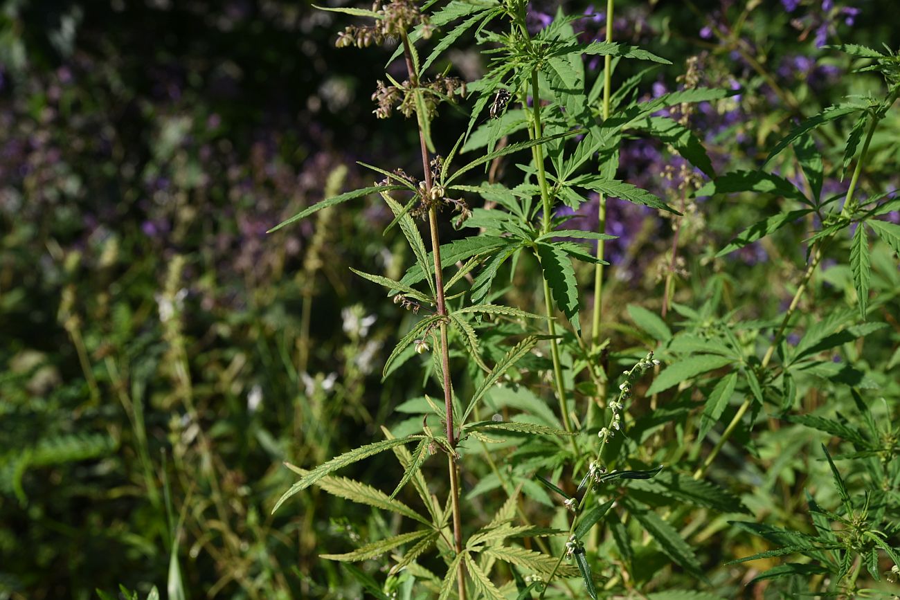 Изображение особи Cannabis sativa var. spontanea.