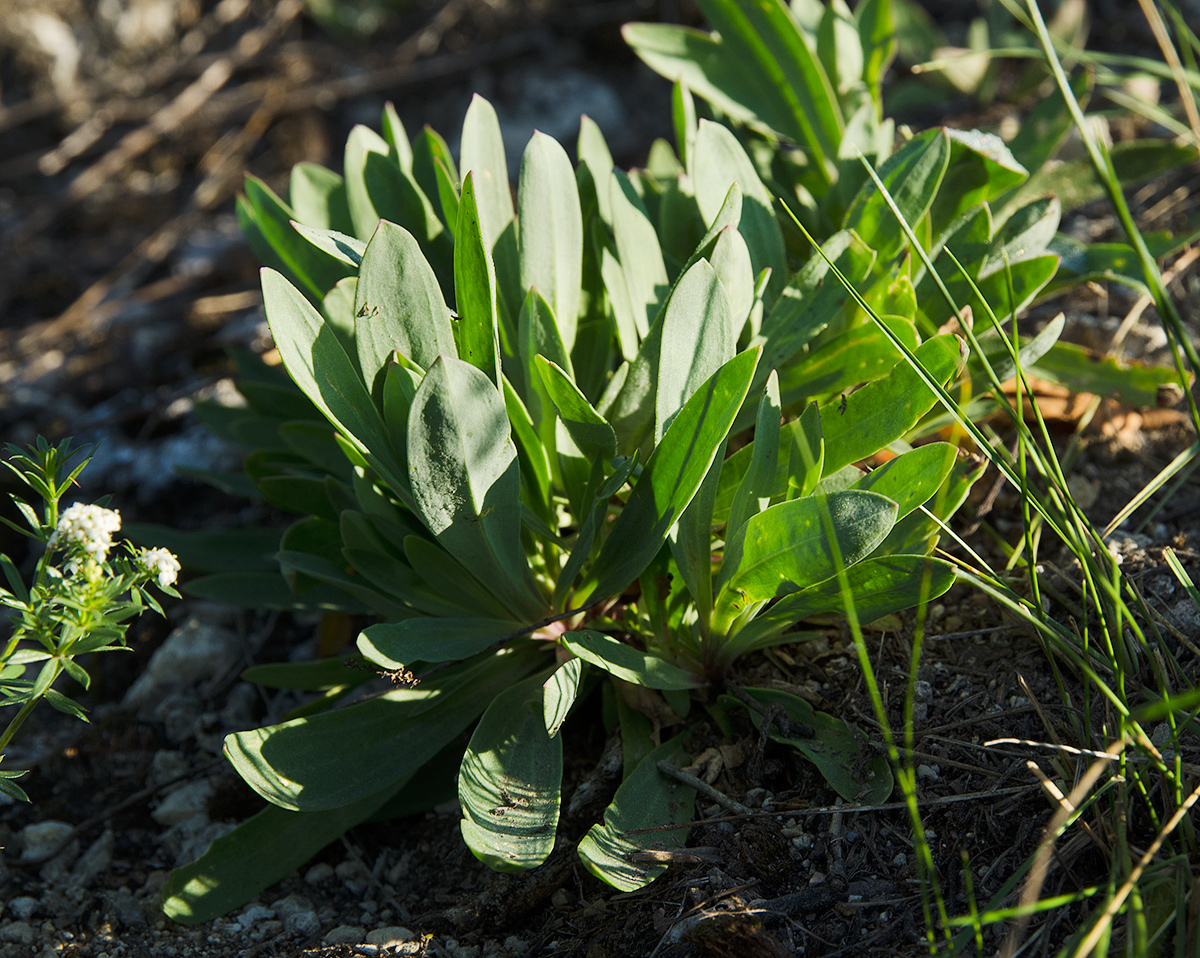 Image of Gypsophila altissima specimen.