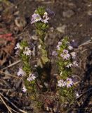 Euphrasia brevipila. Верхушка цветущего растения. Магаданская обл., окр. г. Магадан, заросший пустырь близ парка \"Маяк\". 01.10.2020.