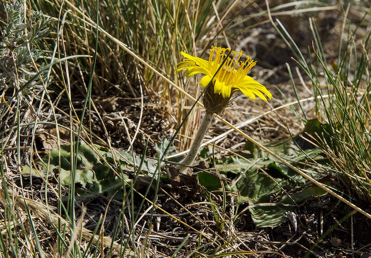 Изображение особи Taraxacum serotinum.