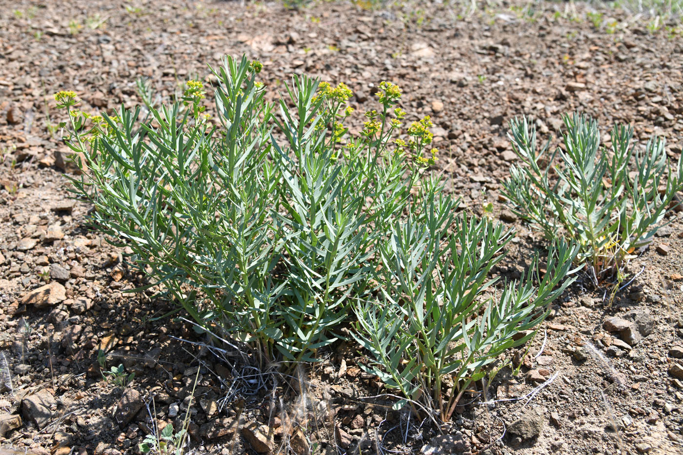 Image of genus Euphorbia specimen.