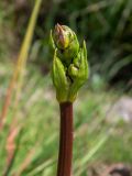 Alisma plantago-aquatica